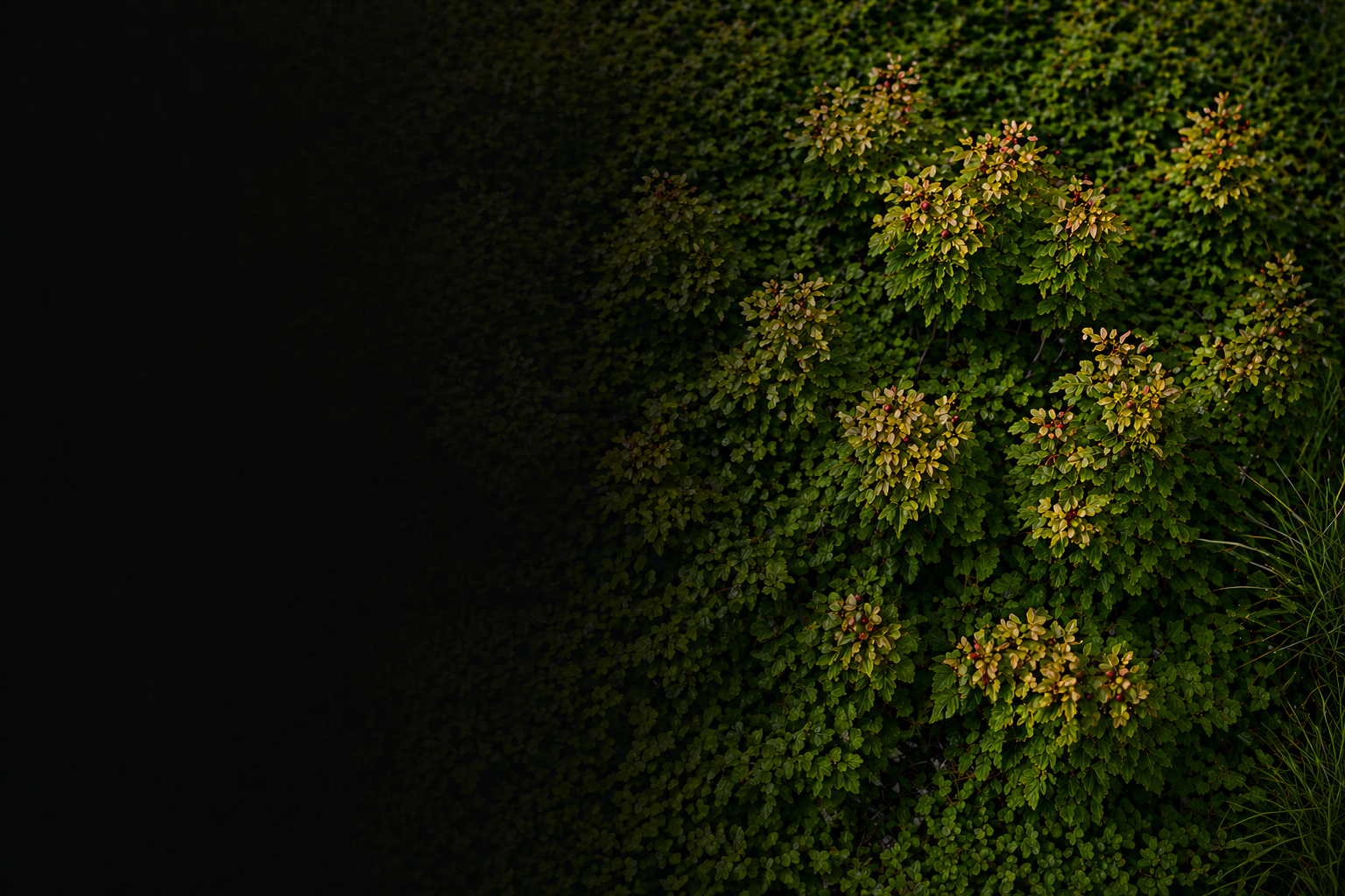 Pipeline corridor through boreal forest at golden hour